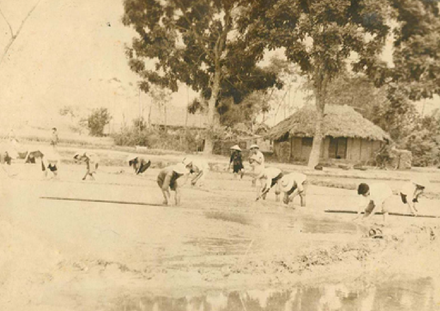 Cán bộ các khoa Ngữ văn và Lịch sử tham gia khắc phục thiên tai và lao động
sản xuất tại huyện Đông Anh năm 1971